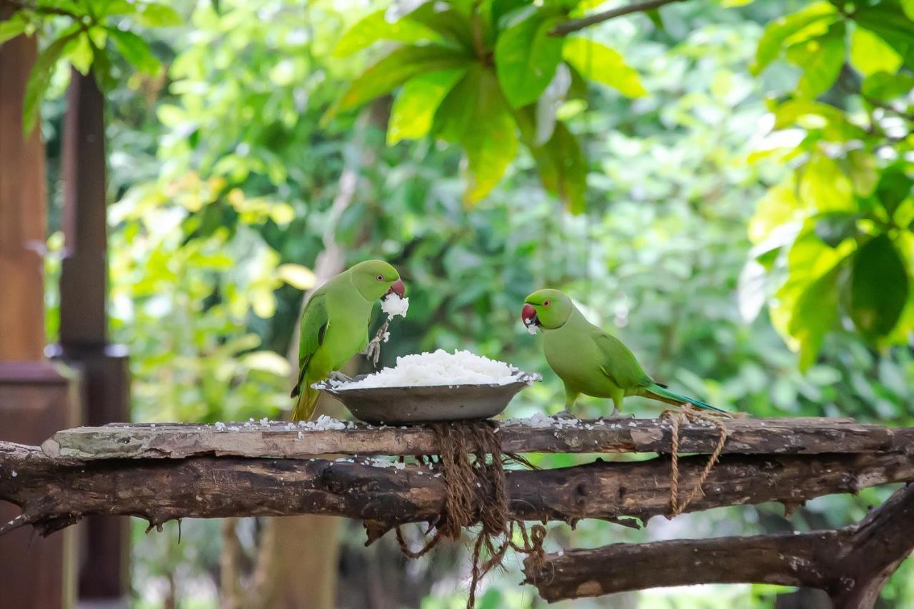 Birds Paradise Cabanas Unawatuna Exterior photo